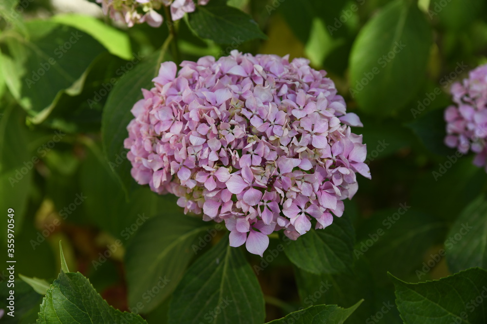 purple lilac flowers purple lilac flowers