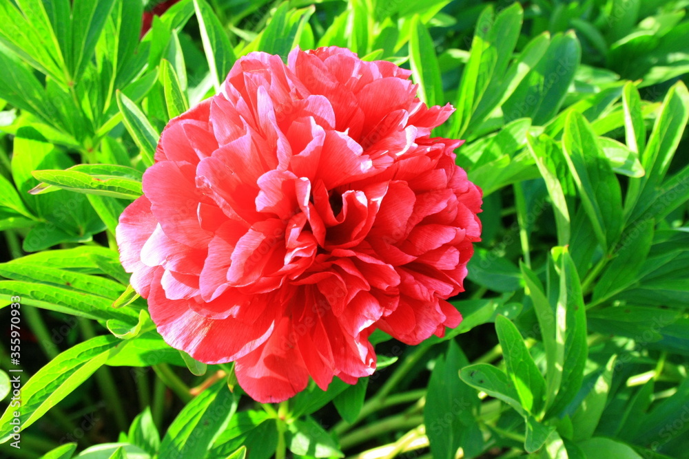 Czerwony kwiat piwonii lekarskiej (paeonia officinalis) - obrazy, fototapety, plakaty 