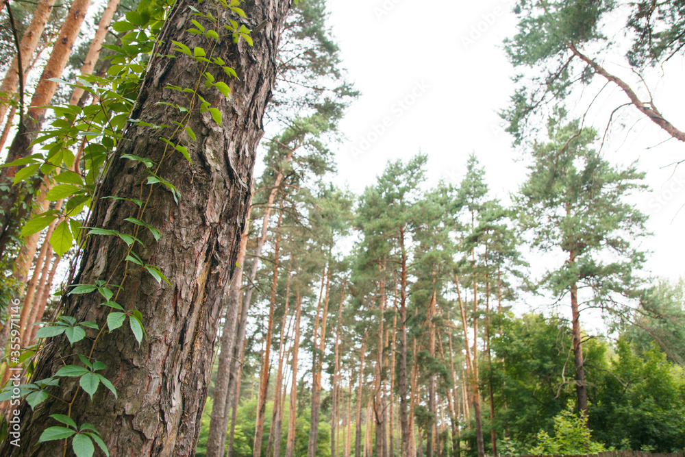 Fototapeta premium Forest landscape with coniferous trees covered with winder.