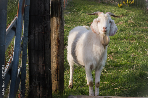 White young male goat on a green lawn standing near fence