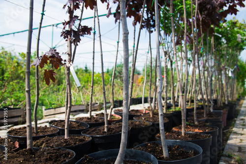 Rows of young maple trees in plastic pots on plant nursery