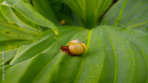 A tiny snail crossing some leafy terrain