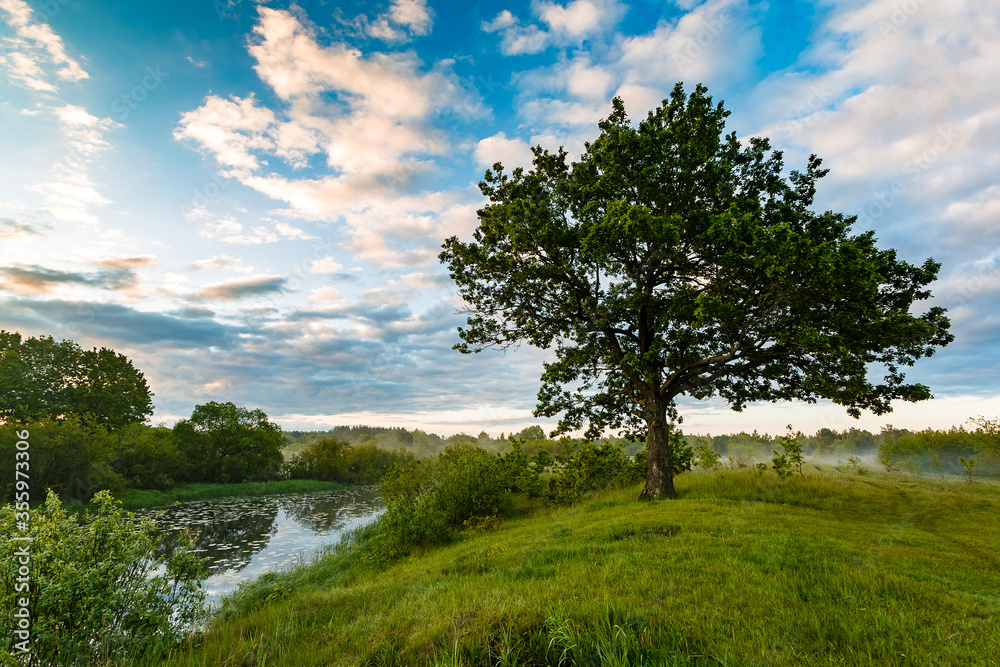 Lonely oak in the summer in the meadow. Beautiful oak on the background of the river at sunrise in the fog Lonely oak in the summer in the meadow. Beautiful oak on the background of the river at sunrise in the fog