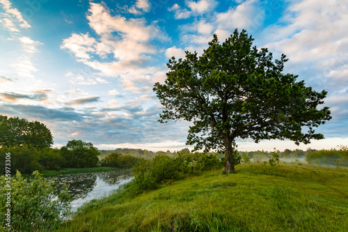 Lonely oak in the summer in the meadow. Beautiful oak on the background of the river at sunrise in the fog