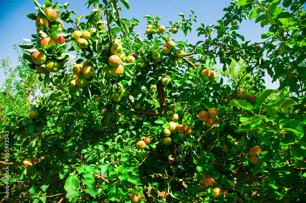 Apples grows on a branch among the green foliage