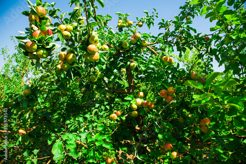 Apples grows on a branch among the green foliage