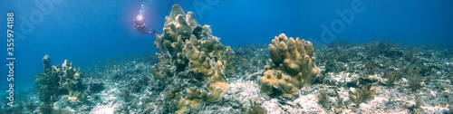 An underwater panorama of Pillar Coral in the Florida Keys National Marine Sanctuary photo