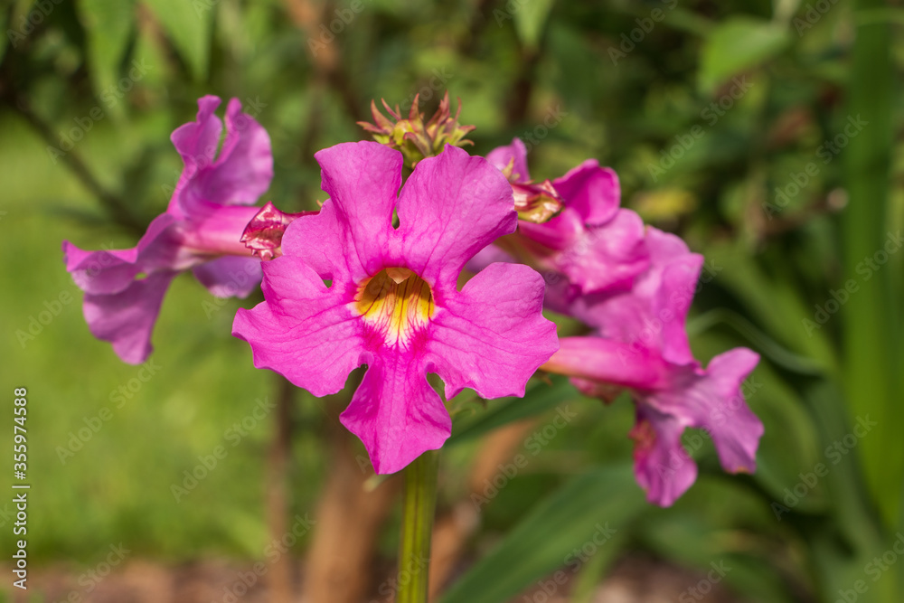 Striking pink and yellow blossoms of the gloxinia fern Striking pink and yellow blossoms of the gloxinia fern