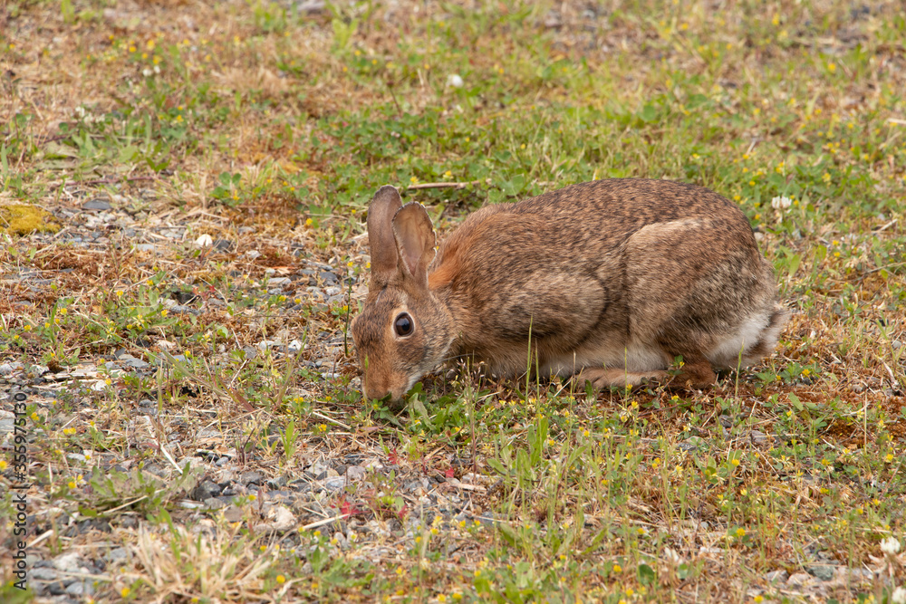 Fototapeta premium Closeup of a cottontail rabbit grazing grasses in the clover patch