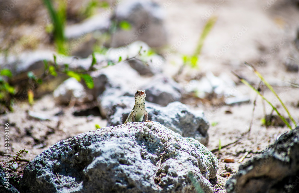 lizard on a rock