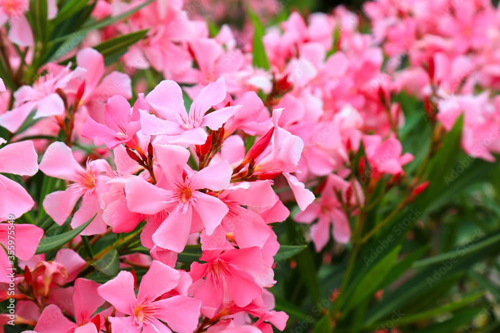 Flowers of pink oleander, Nerium oleander, bloomed in the spring. Shrub, a small tree, cornel Apocynaceae family, garden plant. Pink summer oleander background Flowers of pink oleander, Nerium oleander, bloomed in the spring. Shrub, a small tree, cornel Apocynaceae family, garden plant. Pink summer oleander background