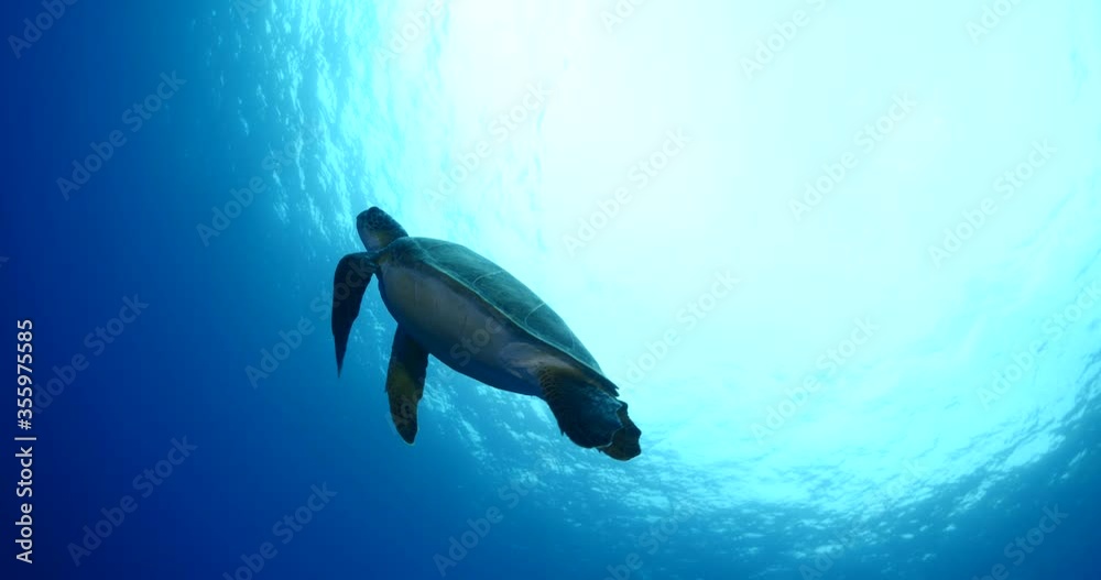 sea turtle underwater swim slow motion with sun ocean scenery blue water sea turtle underwater swim slow motion with sun ocean scenery blue water