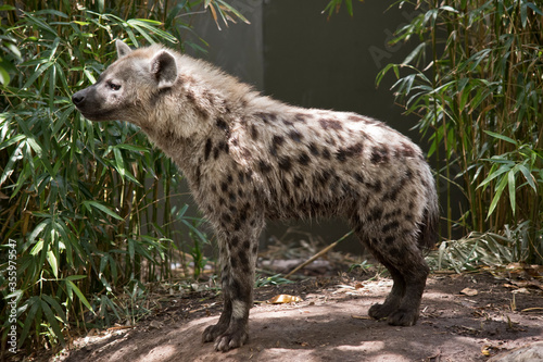 the hyena is a tan and brown spotted animal