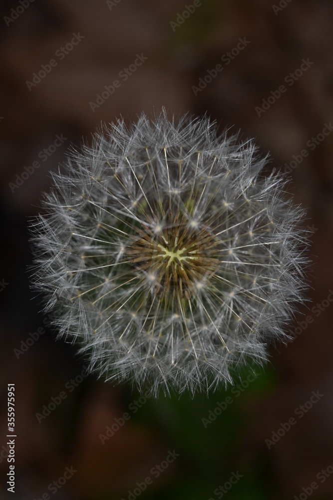 Fototapeta premium pissenlit