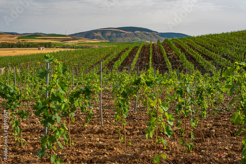 Coltivazione della vite, Sicilia IT	  photo