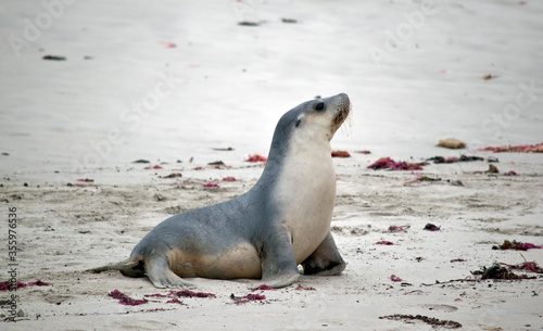 this is a side view of a sea lion © susan flashman