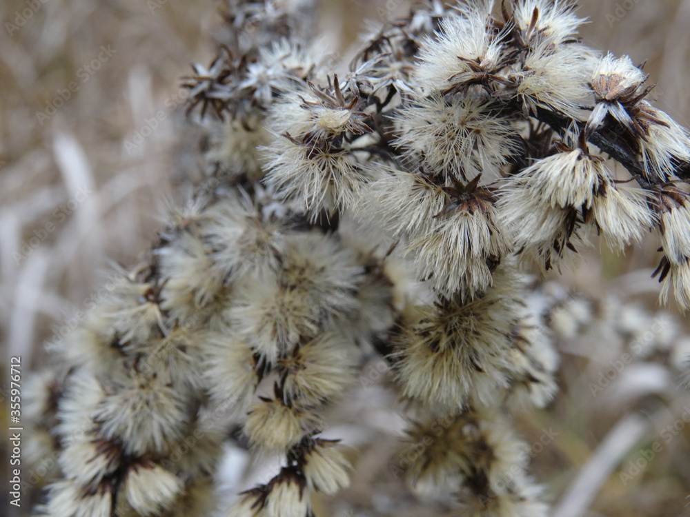 Dry Canadian goldenrod (Solidago canadensis). Dry Canadian goldenrod (Solidago canadensis).