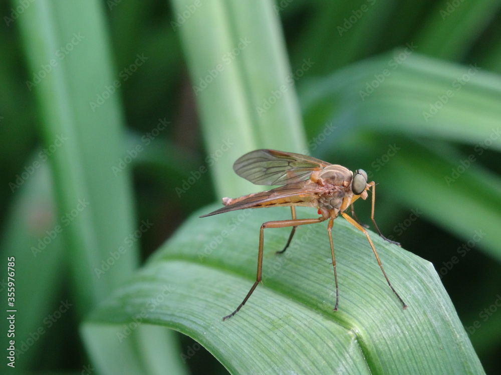 Snipe flies (Rhagionidae) on green leaf with green background. Snipe flies (Rhagionidae) on green leaf with green background.