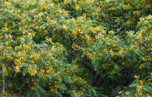 Tipuana tree in bloom, spring and yellow flowers, floral backgrounds photo