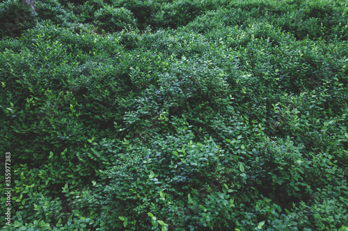 Spring blueberry carpet in the czech forest © Marketa