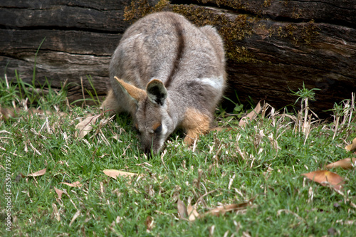 the young yellow footed rock wallaby is eating grass
