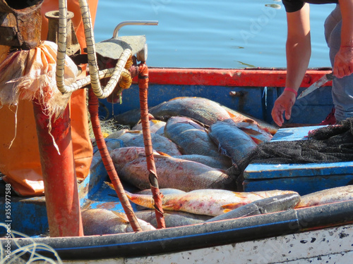 pescadores fileteando el pescado recolectado con redes