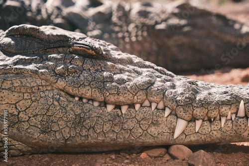 detailed sleeping crocodile