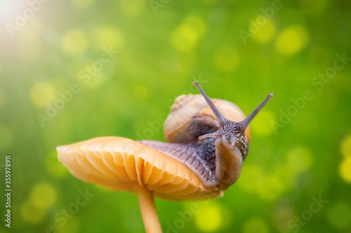 Macro photo of little snail on orange mushroom. Snail in the green grass after rain. Concept of macro world