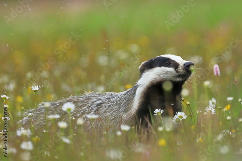 European badger (Meles meles) peeks out from flower meadow. Cute wild animal in fresh spring rain. Wildlife scene from nature. Black and white striped forest animal. Habitat Europe, Asia.