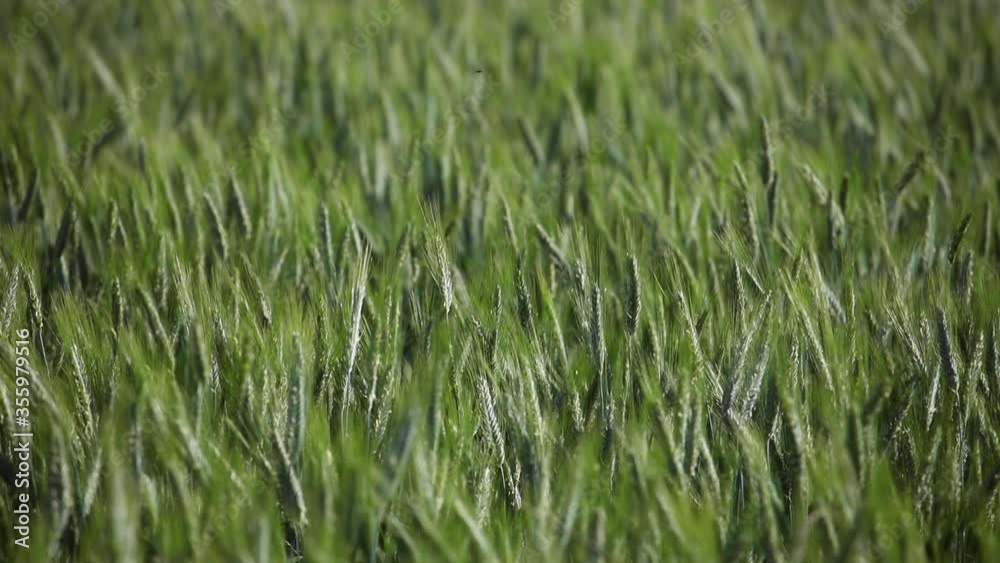 Ripe green wheat field moved by the wind during a sunny day Ripe green wheat field moved by the wind during a sunny day