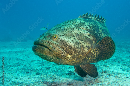 A large Goliath Grouper, Epinephelus itajara, an endangered species underwater off the Florida Keys