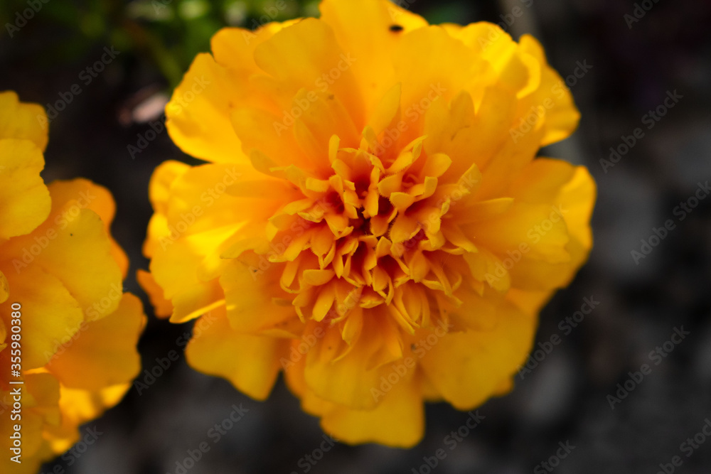 Fototapeta premium Marigold. Yellow flowers. Beautiful garden nature