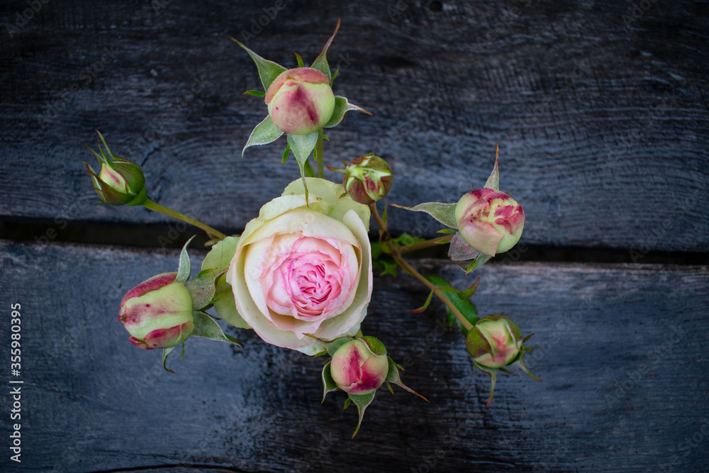 Pink roses in a rustic background. Rose on a gray wooden background