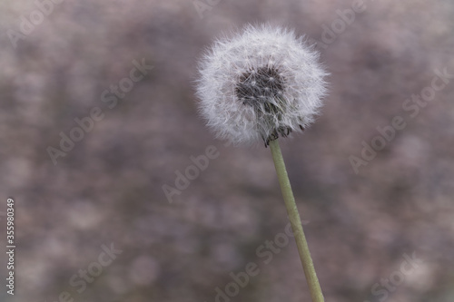 Dandelion in the macro world