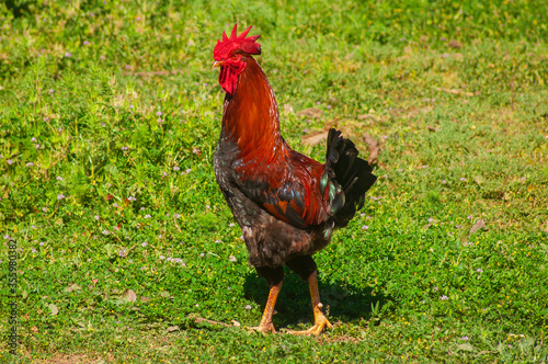 Gallo ,ave ,pollo campo pastando photo