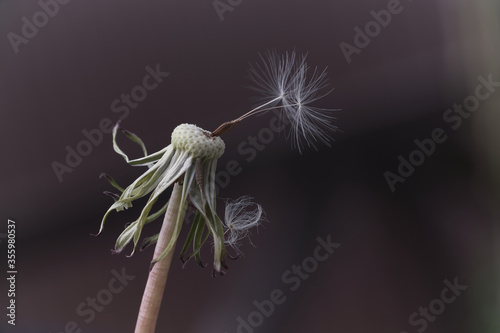 Dandelion in the macro world