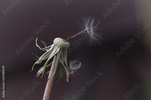 Dandelion in the macro world