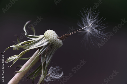 Dandelion in the macro world