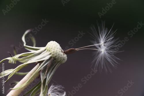 Dandelion in the macro world