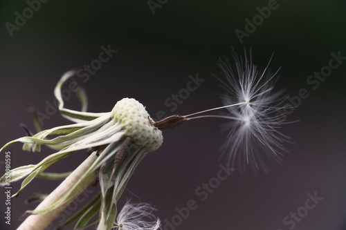 Dandelion in the macro world