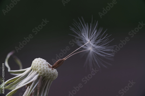 Dandelion in the macro world