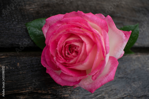 Pink rose in a rustic background. Rose on a gray wooden background 