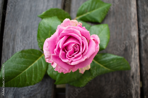 Pink rose in a rustic background. Rose on a gray wooden background 