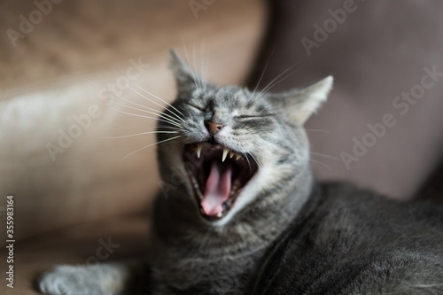 portrait of a yawning cat