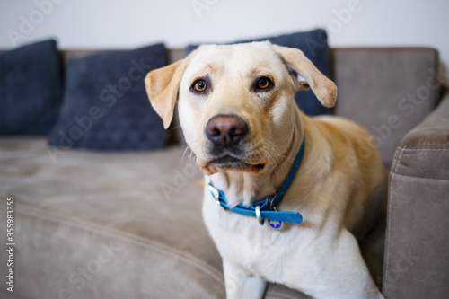 portrait of a large dog of breed Labrador of light coat of color, lies on a sofa in the apartment, pets