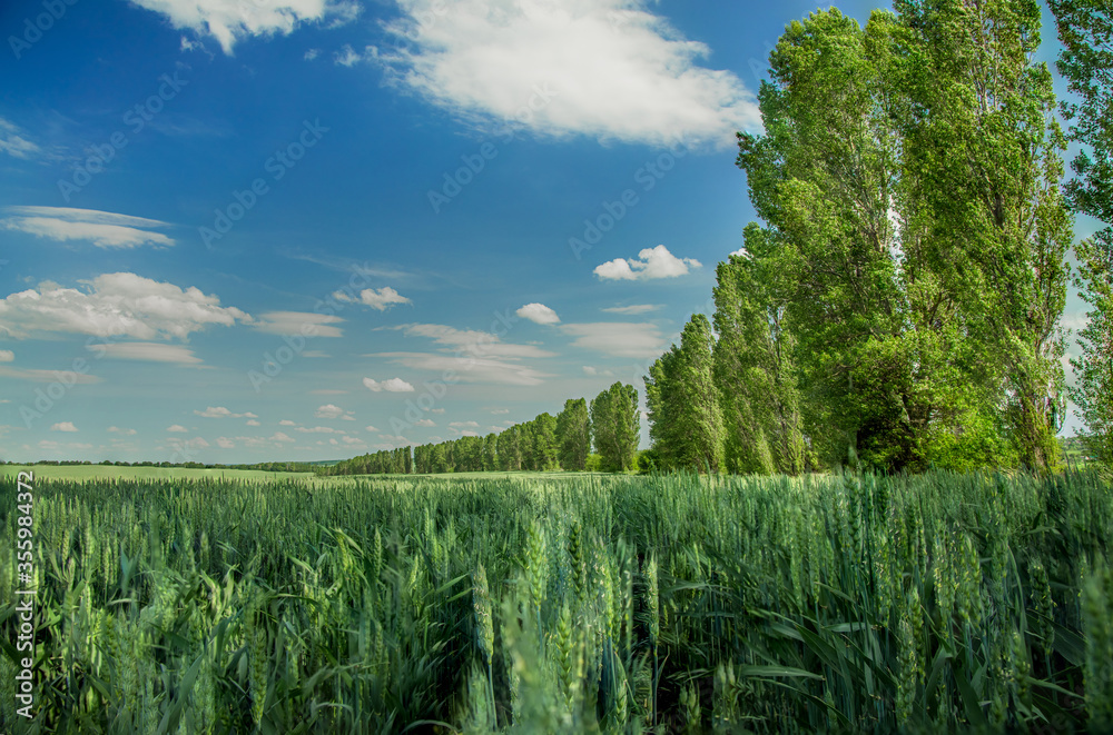Naklejka premium summer landscape agriculture field with green wheat and trees along scenic view country side farm land idyllic picturesque environment space in clear weather peaceful bright day