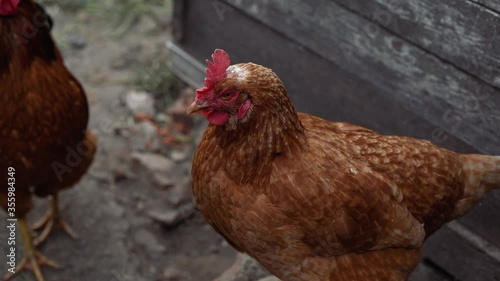Wallpaper Mural Chicken walks in the pen. Chickens search for grain while walking in a pen on a farm. Torontodigital.ca