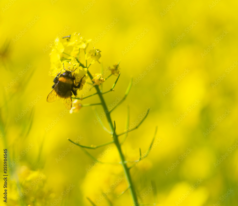 Close up of bumblebee on rapeseed oil plant in yellow field Close up of bumblebee on rapeseed oil plant in yellow field