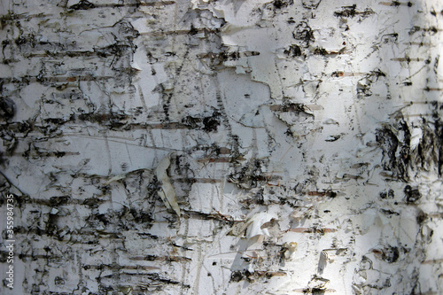 white birch pattern