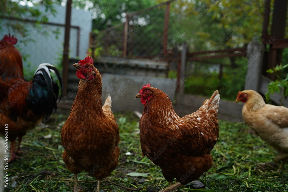 Fototapeta premium Chicken walks in the pen. Chickens search for grain while walking in a pen on a farm.